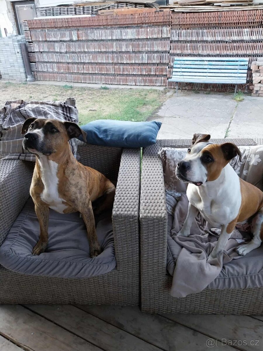 Americký stafordšírský teriér - 7