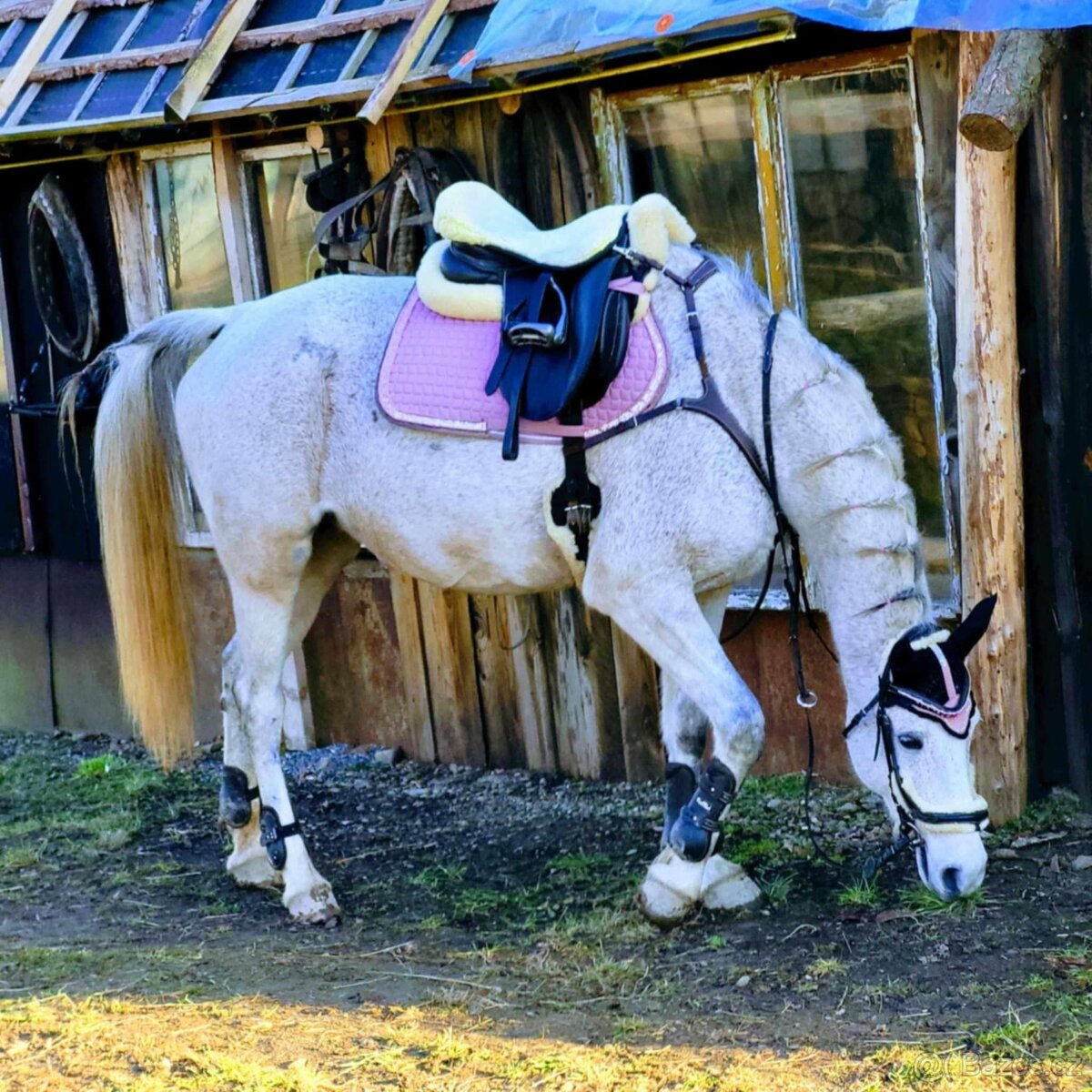 Predám 14rocnu kobylku shagia arab - 7