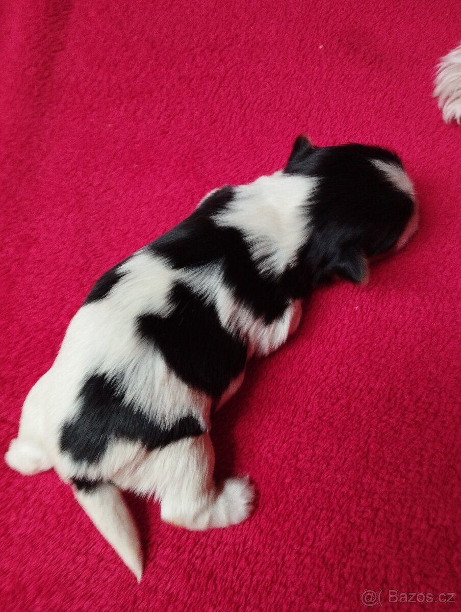 Biewer Jorkširský terier - 7