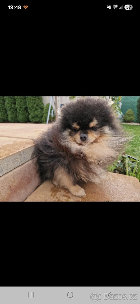 Daruji pejska kluk - 7