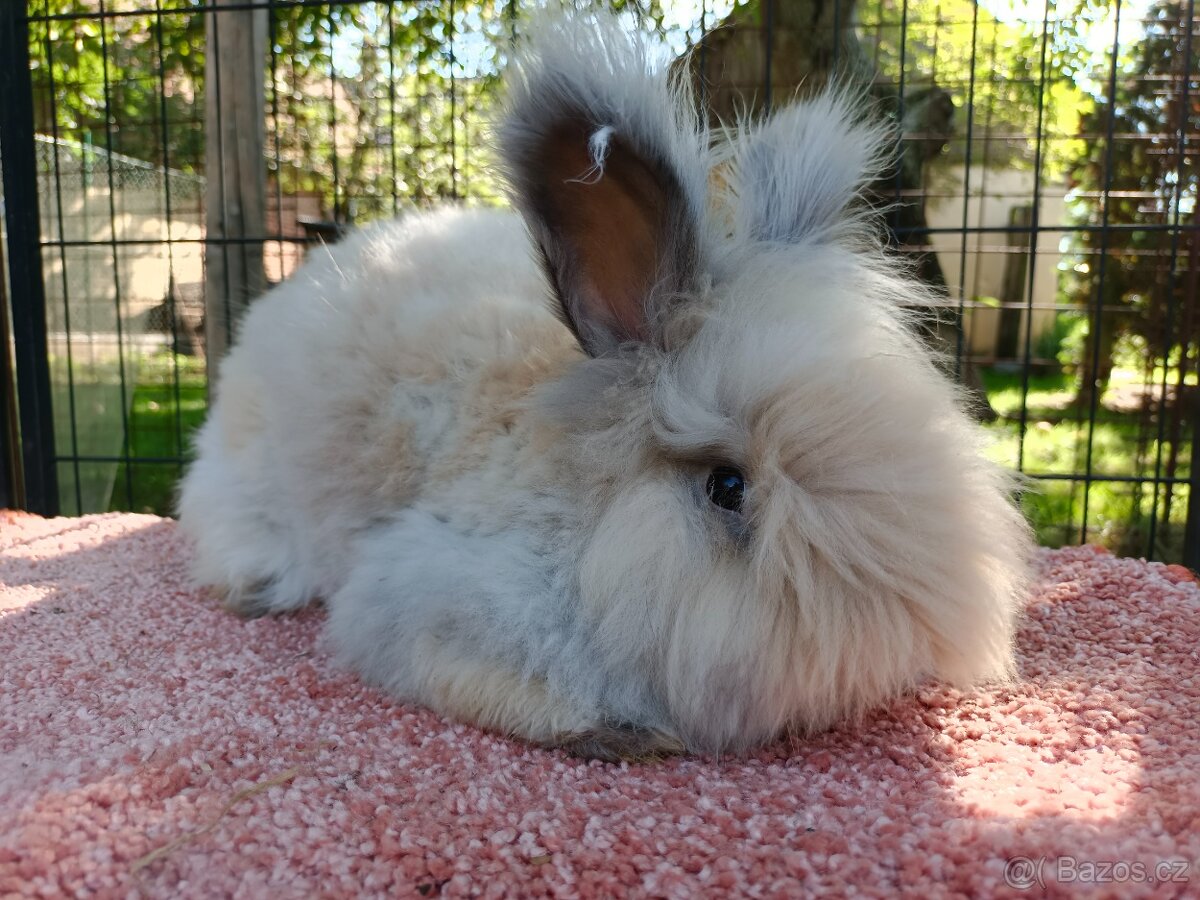 Anglická angora - 7