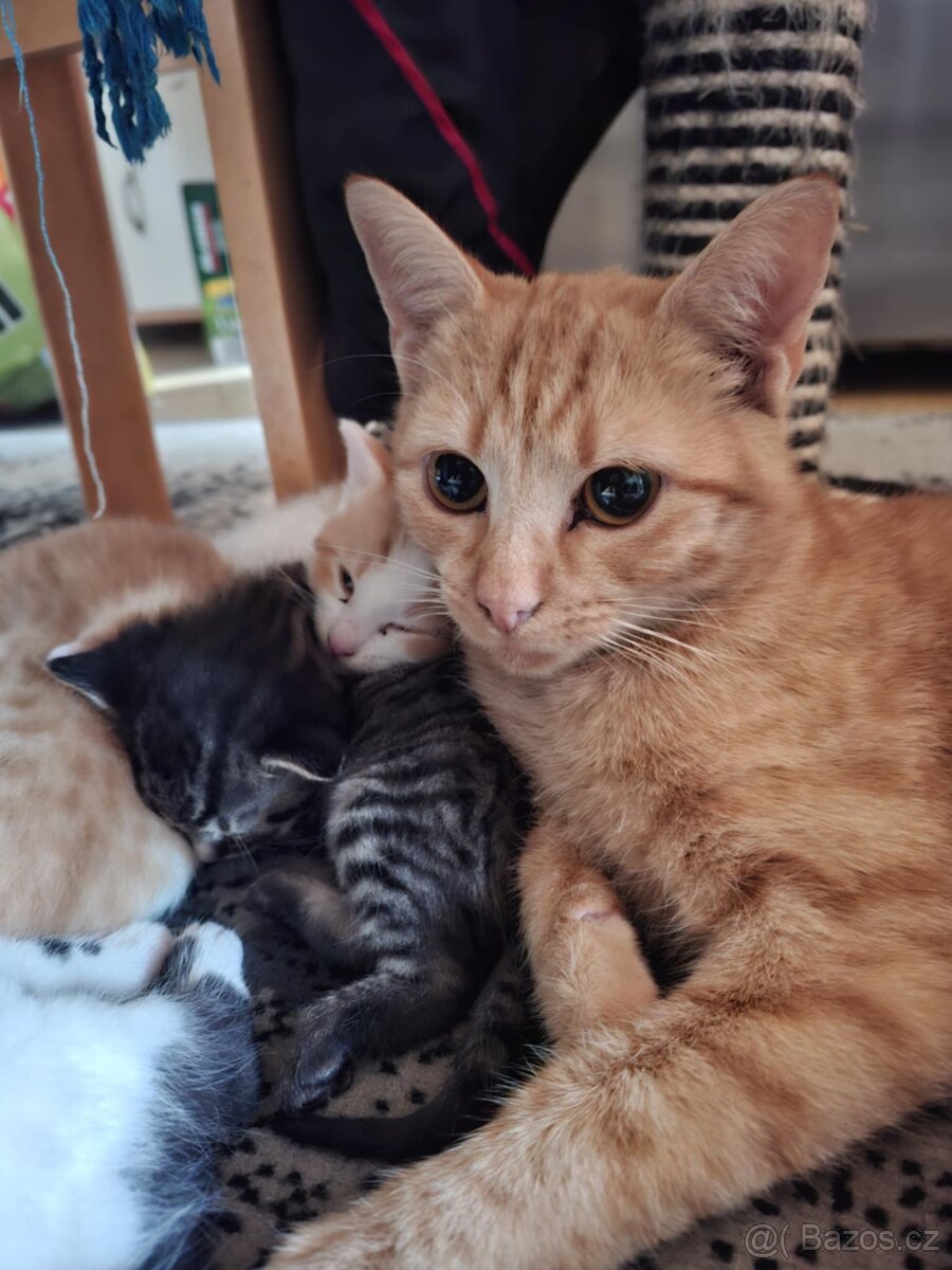 Koťata - 7