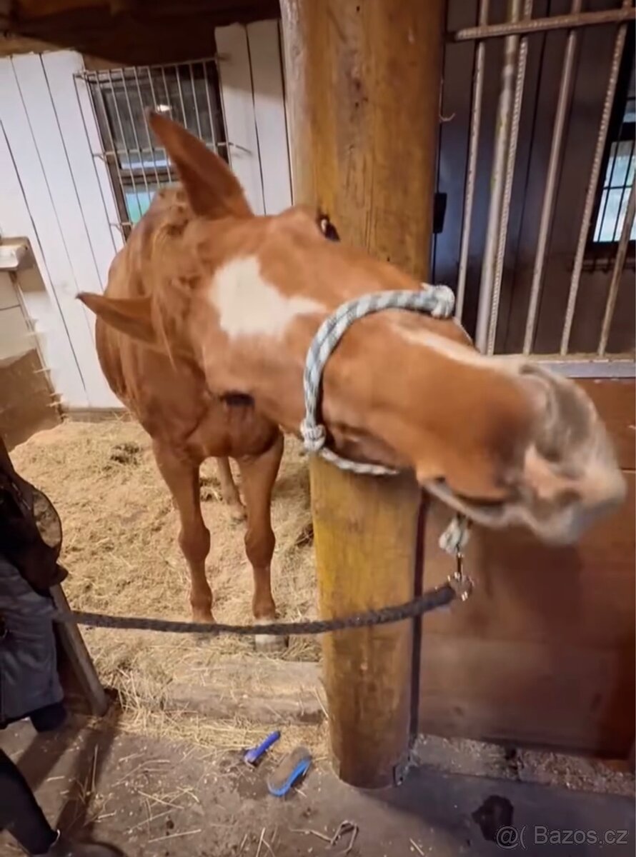 Valach ČT 19 let - 7