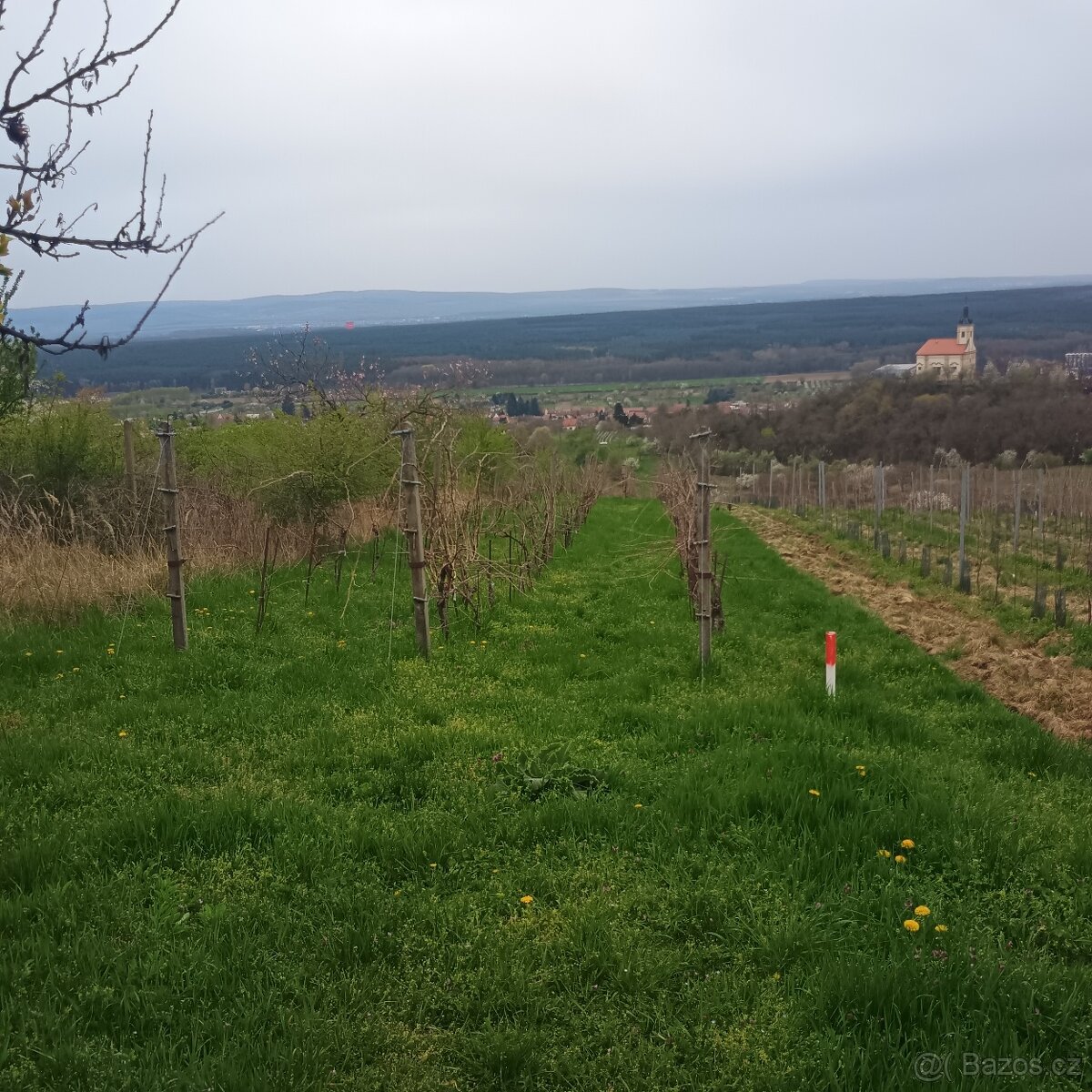 vinohrad - sad - 7