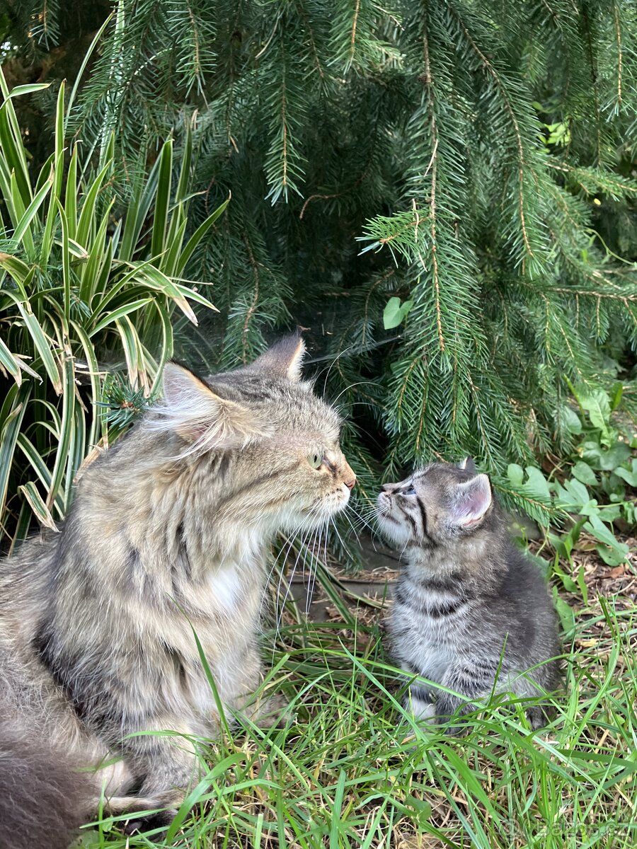 Kotě mainské mývalí - 7