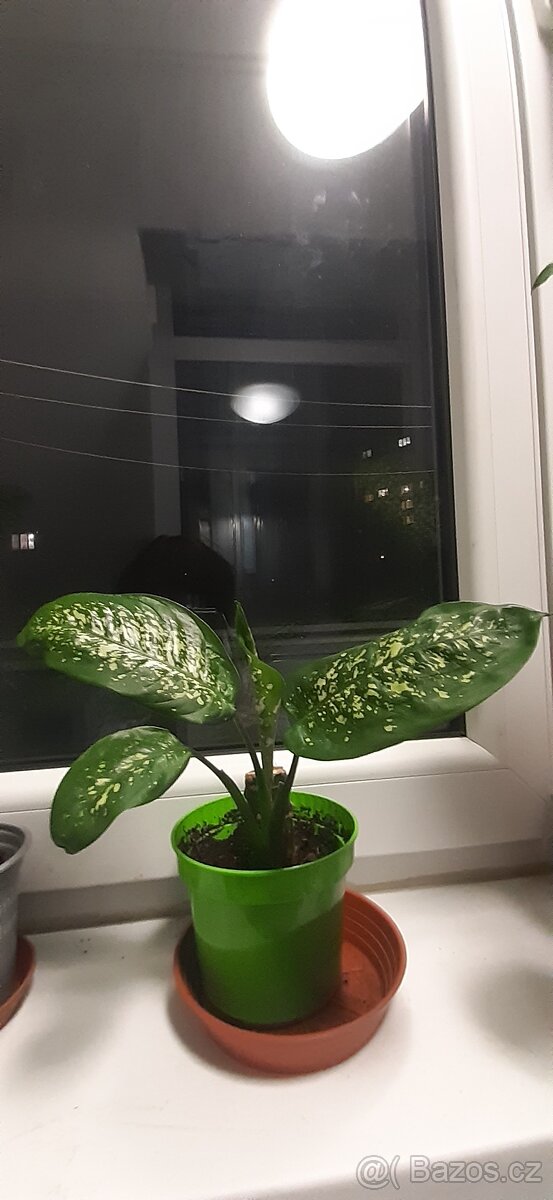Prodám pokojové rostliny - 7