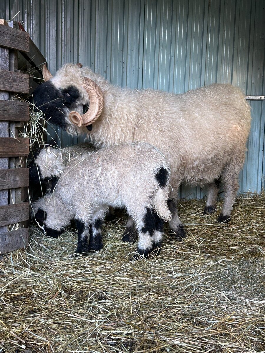 Walliserská černonosá ovce - jehňata - 7