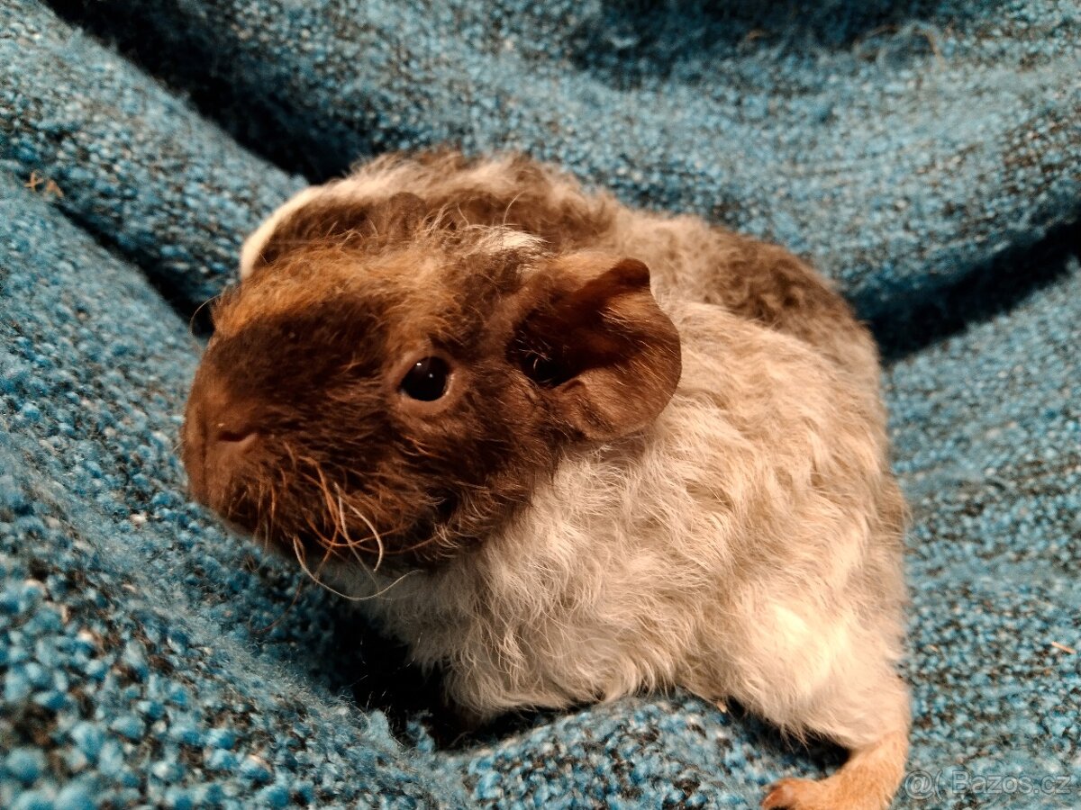 Morče,2 kluci, dalmatin NS - 7