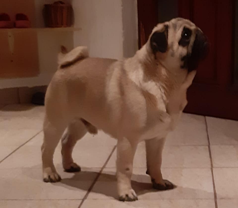 Mops šteniatka s PP - 7