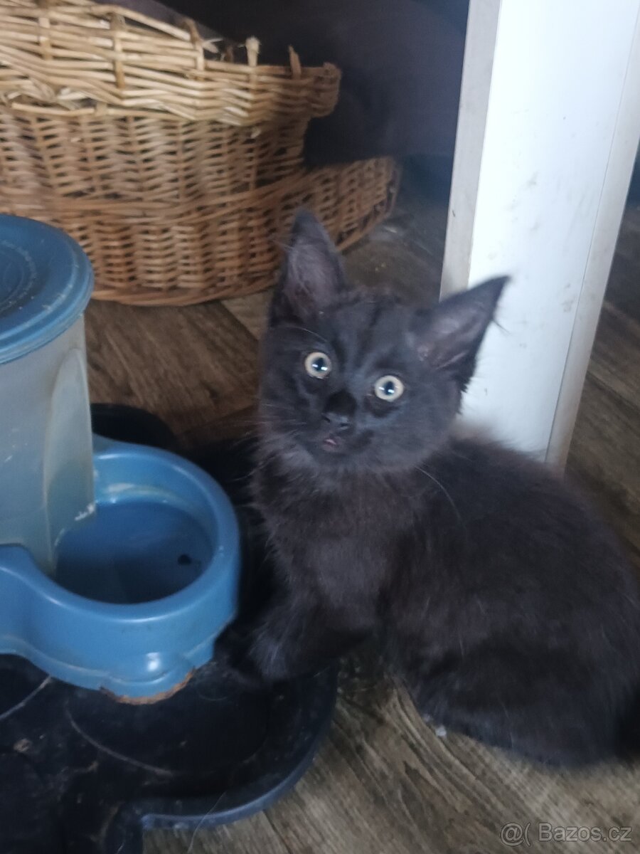 Krásná koťátka - 7