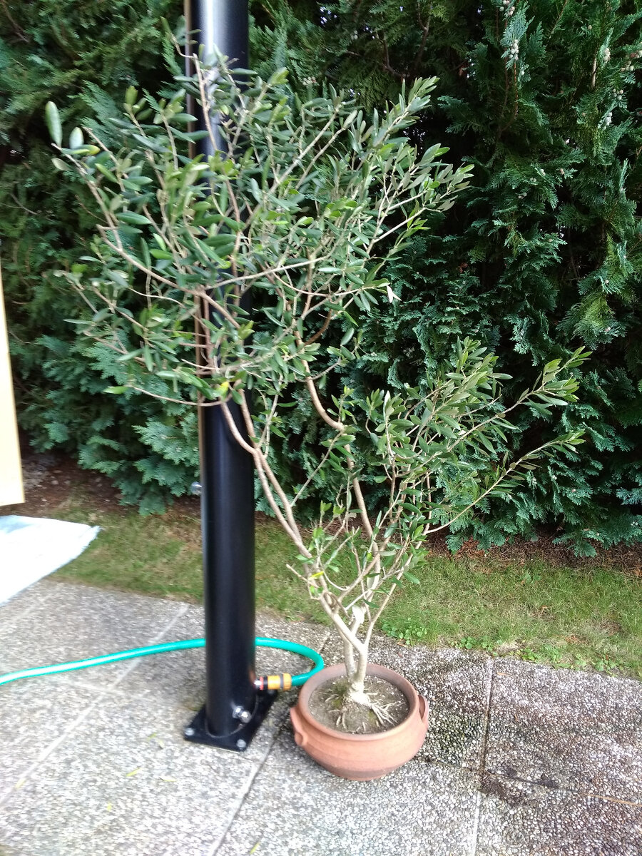 Subtropické rostliny a jiné - 7