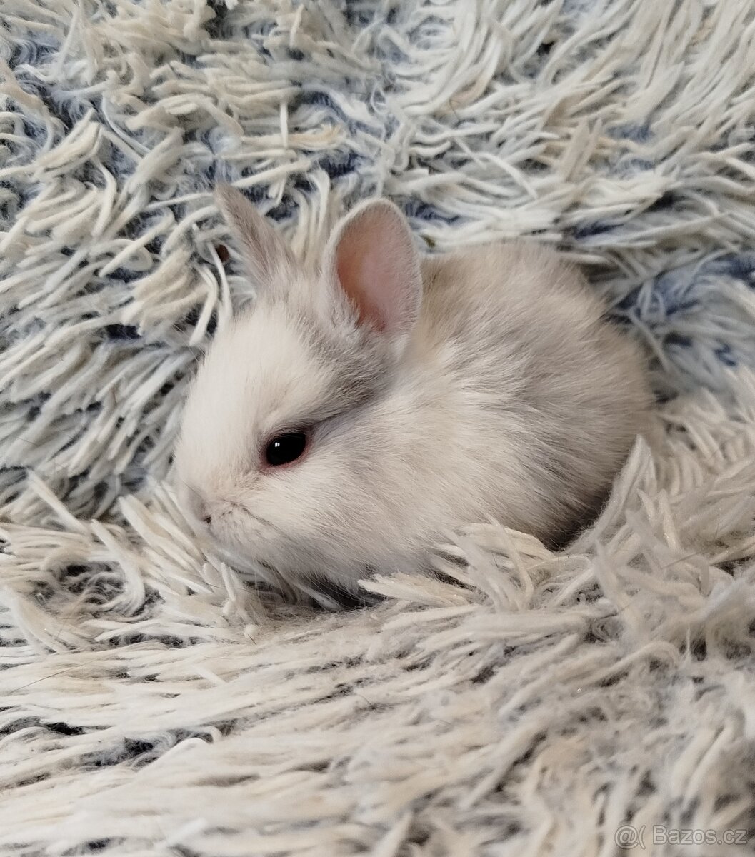 Zakrslý krátkouchý s VP - 7