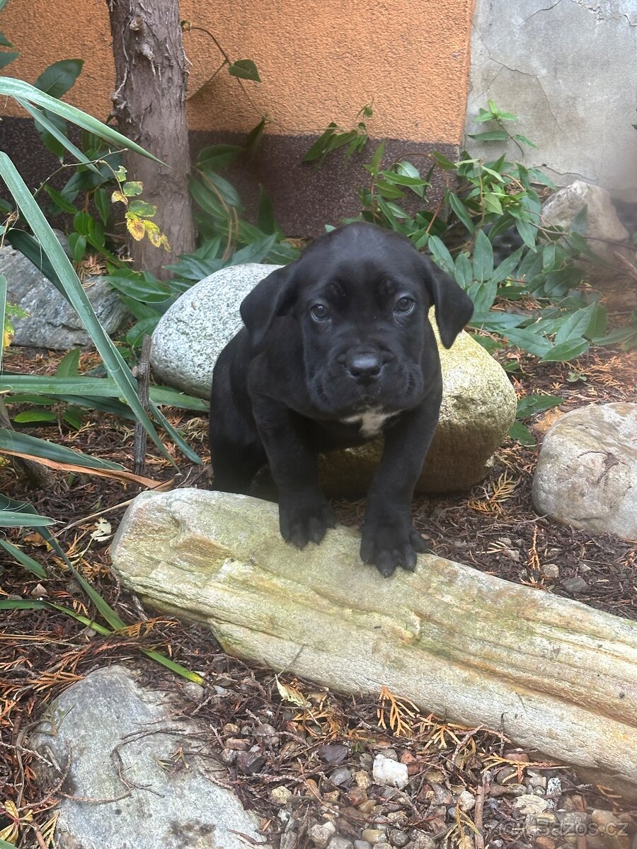 Štěňátka Cane Corso - 7