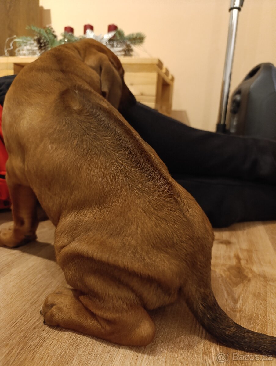 Rhodéský ridgeback - 7