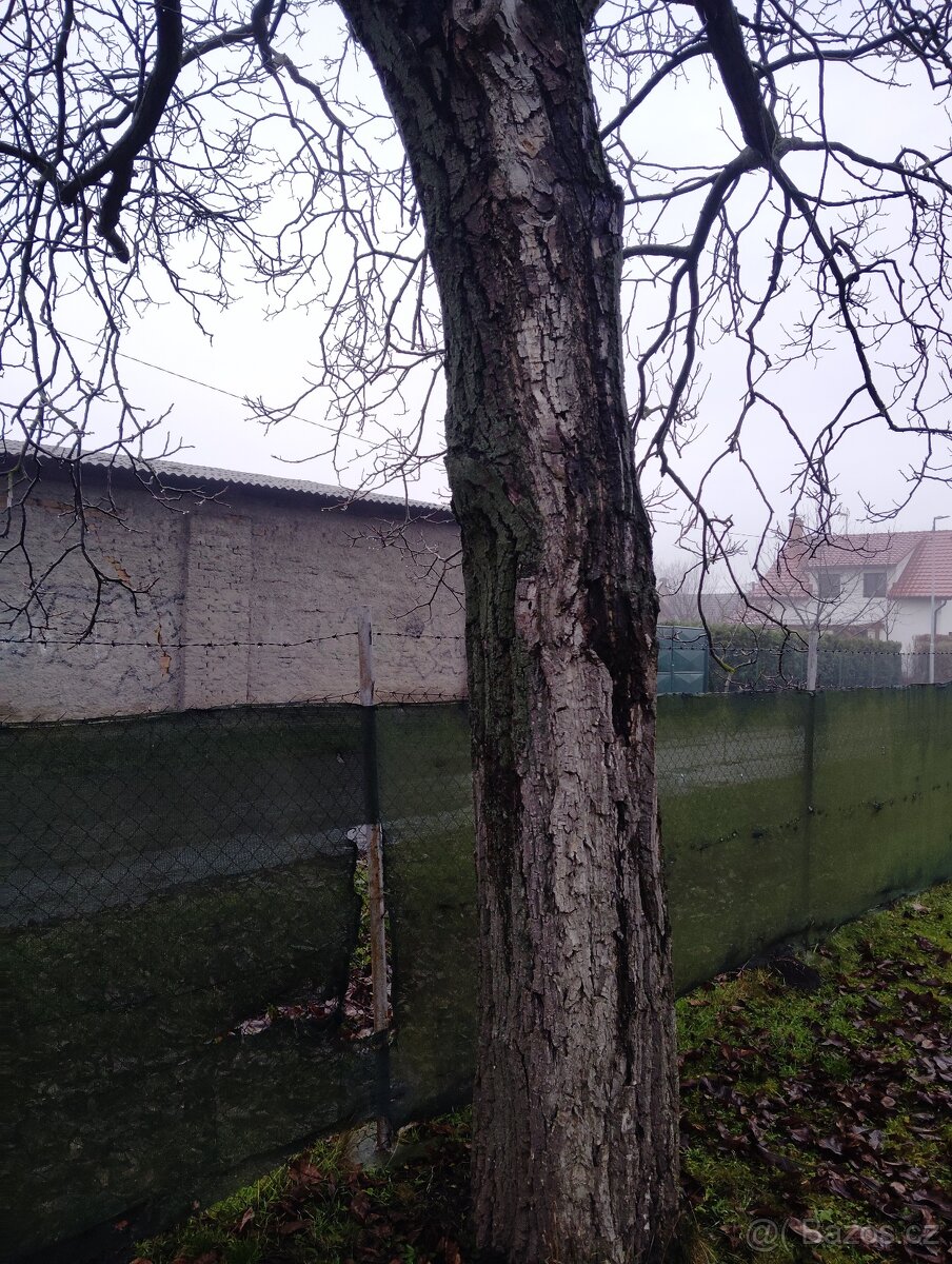 Ořechové dřevo zdarma - 7