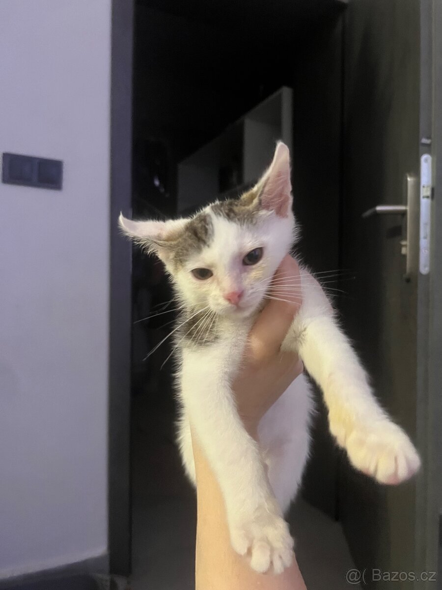 Koťata - 7