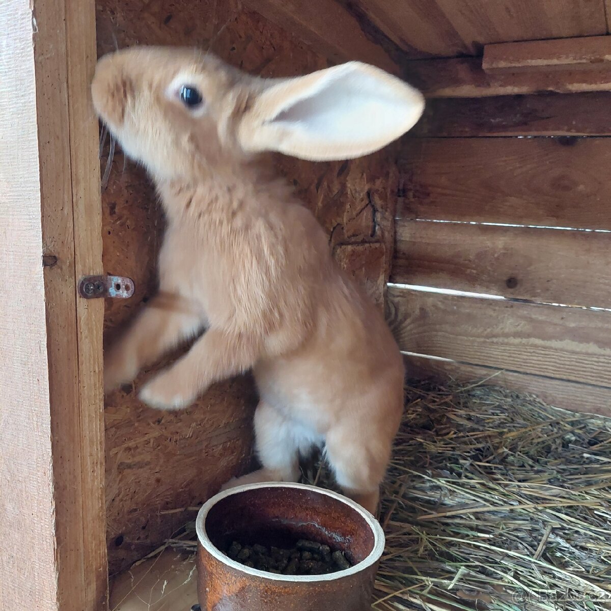 Králíci BU na chov - samci - 7