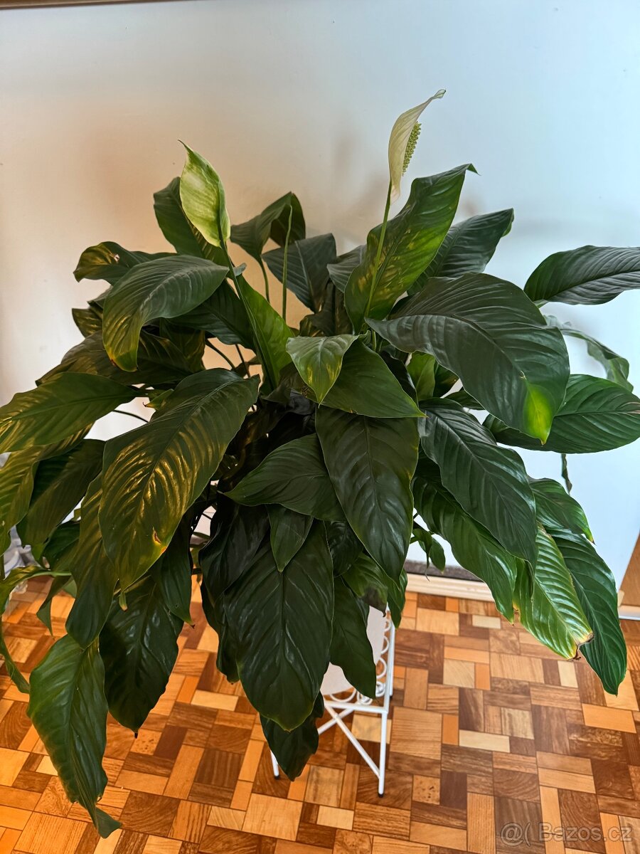 Spathiphyllum – Toulcovku (Lilie míru) - 7
