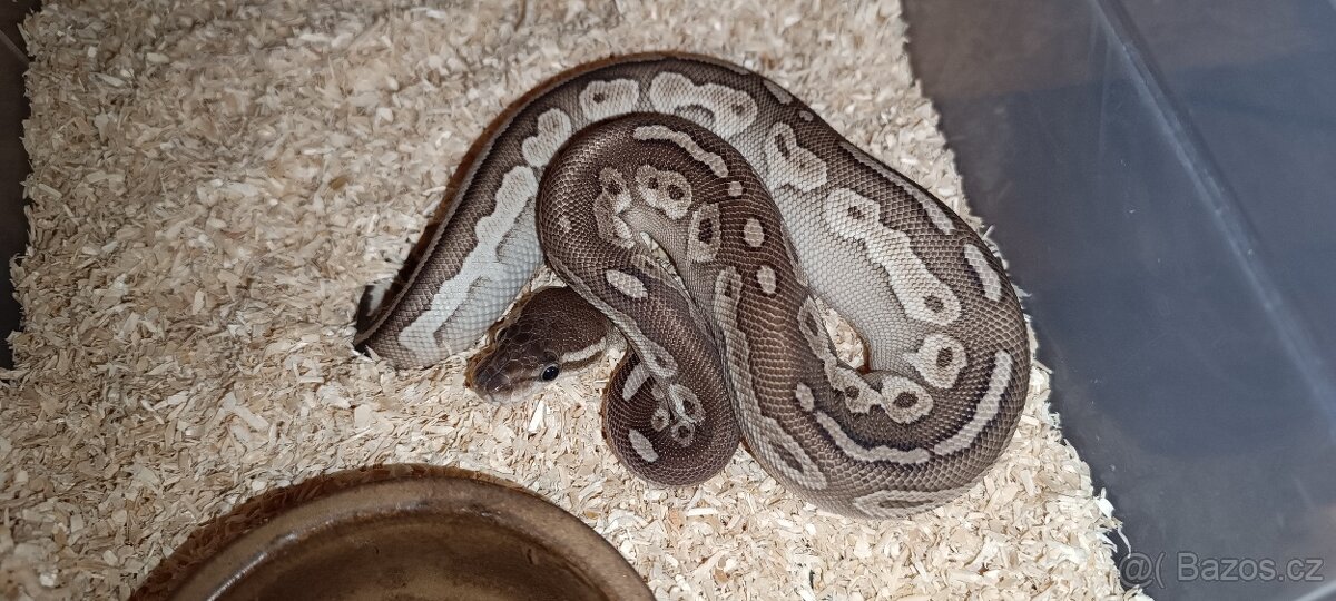 Krajta královská - 7