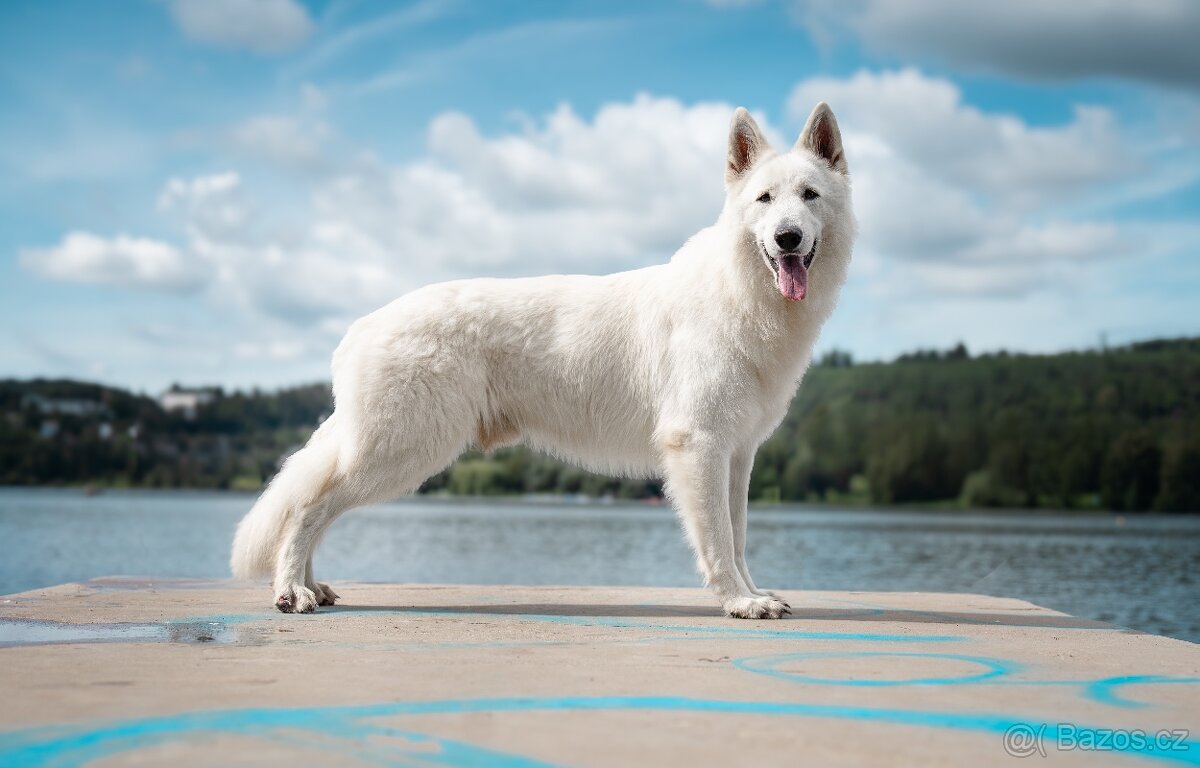 Bílý švýcarský ovčák - 7