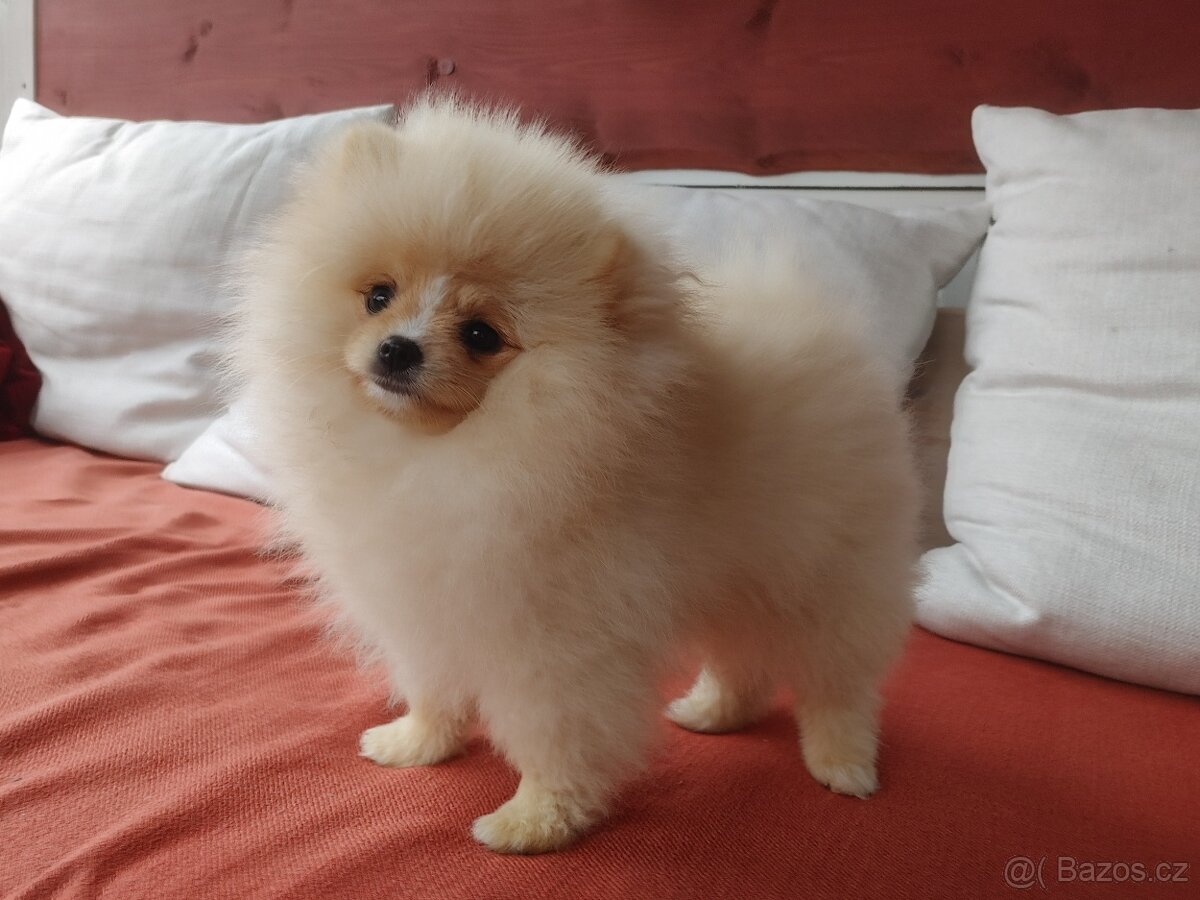 Pomeranian s PP ke KRYTÍ - krémový (žádný prodej) - 7