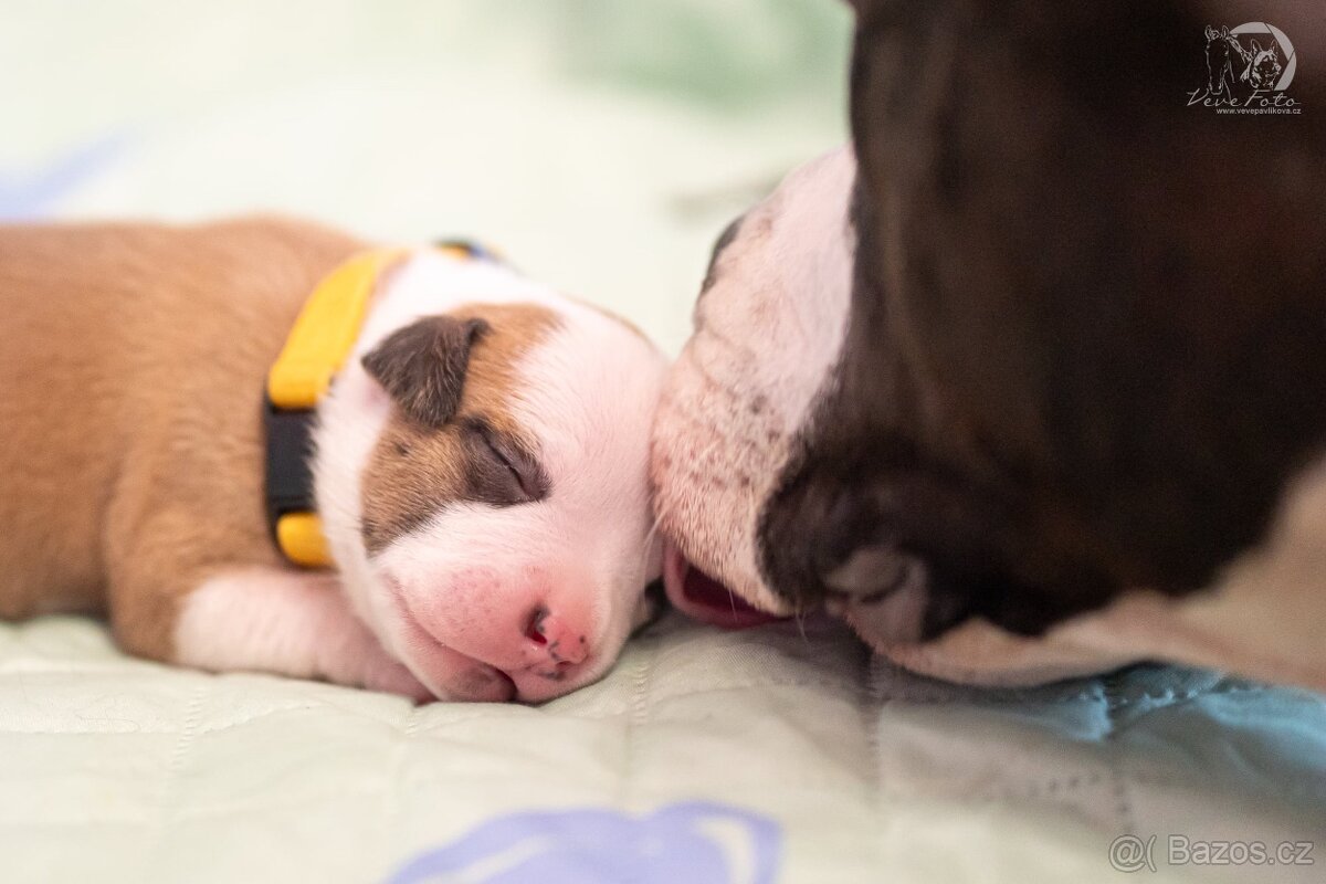 Americký stafordširský teriér s PP - 7