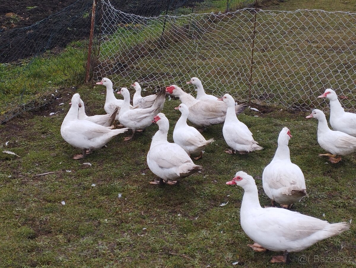 Kachna pižmová - 7