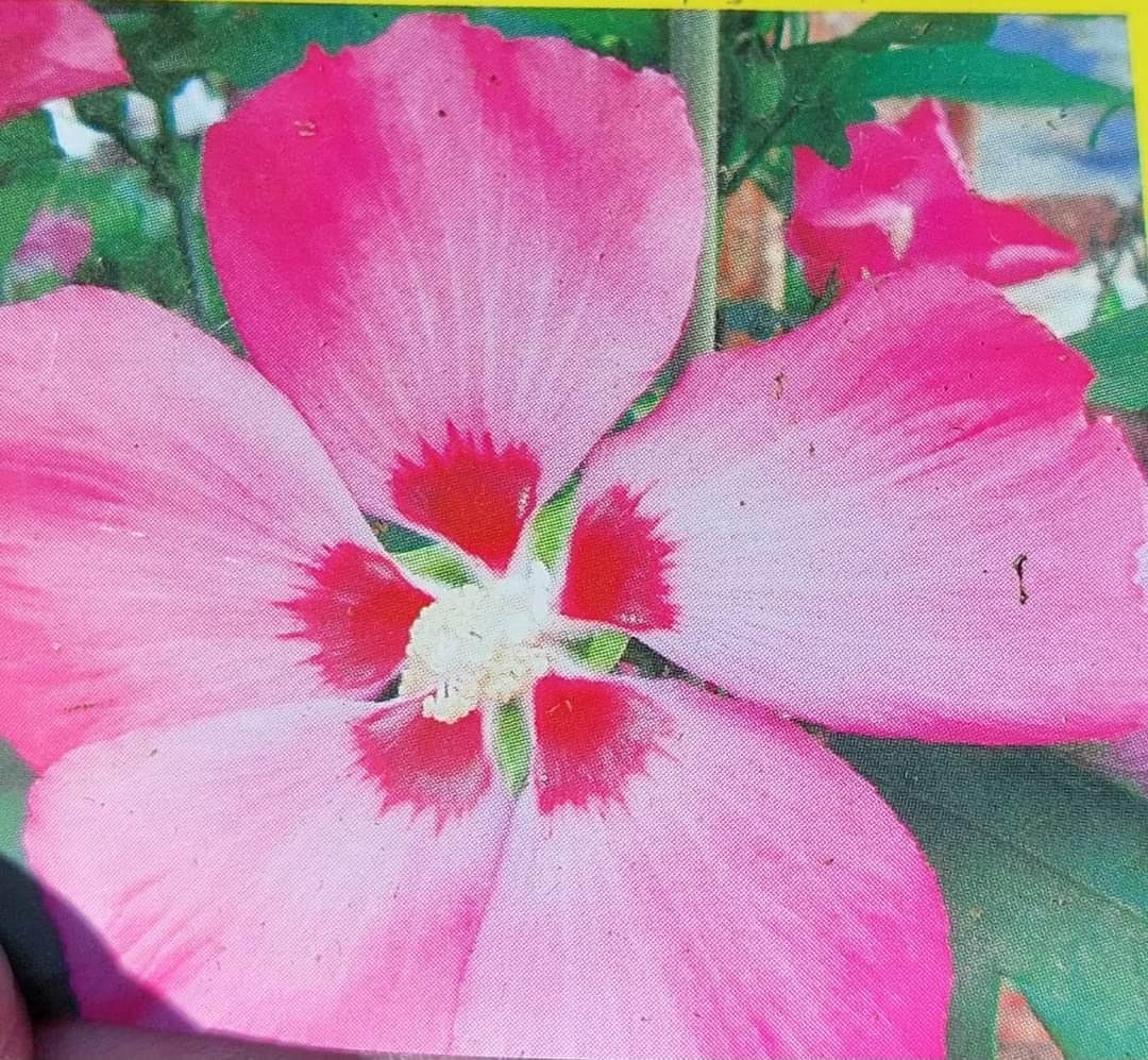 Ibišek syrský venkovní různé barvy - 7