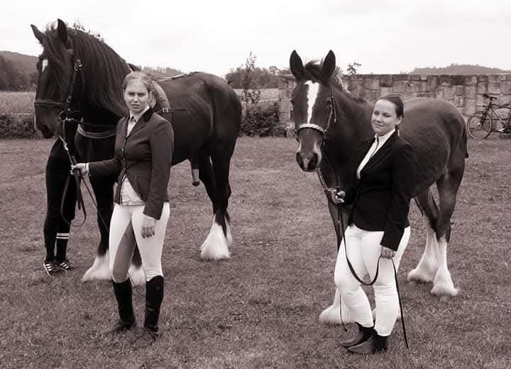 Shire horse hřebec - 7