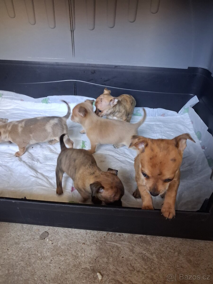 Štěňata čivavy - 7