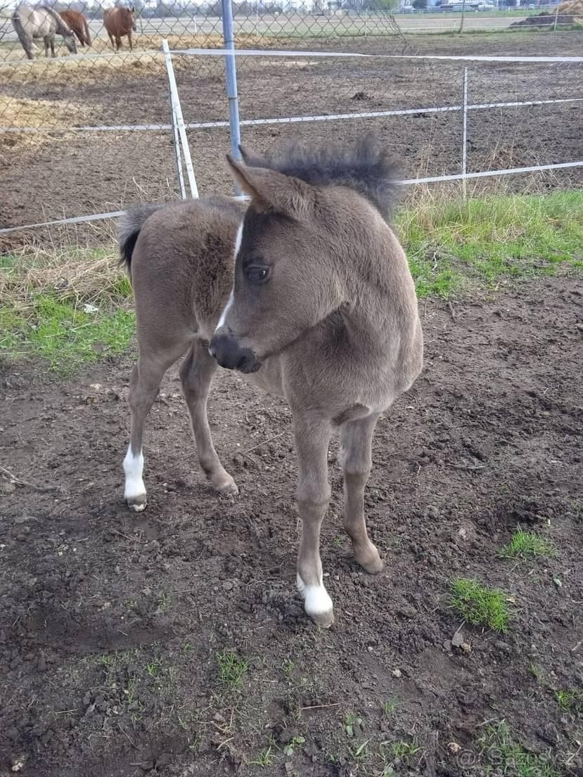 Plemenný hřebec wmp - 7