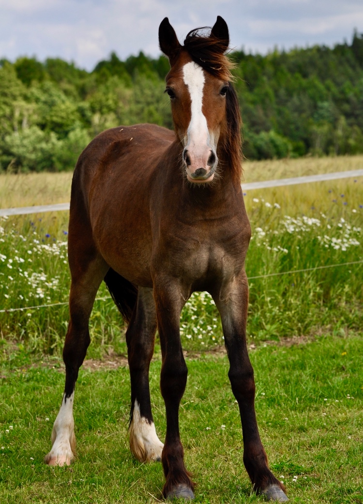 Koně od 50 tis. - Welsh Cob - 7
