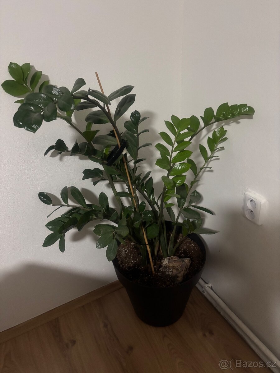 Pokojové rostliny - 7