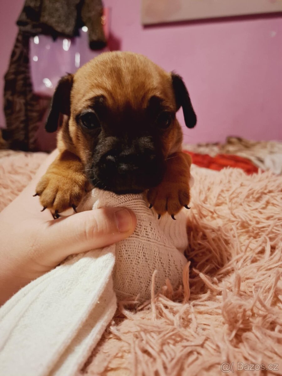 Stěně Buldoček X Jezevčík - 7