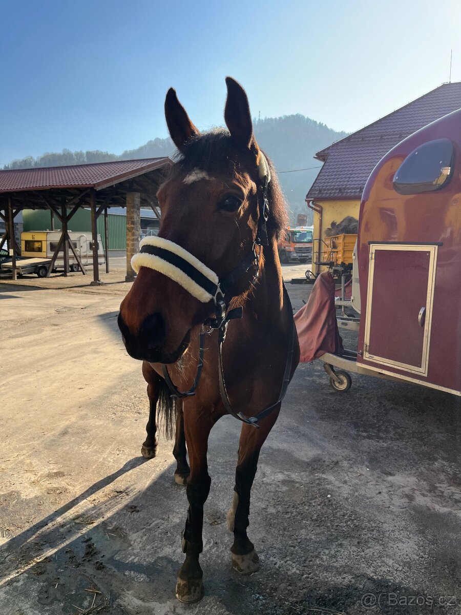 Parkurová klisna pro ambiciózního juniora - 7