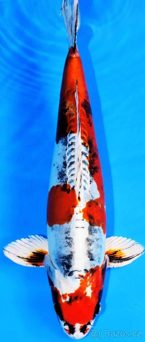 KOI KAPR originál Import , 12-70cm - 7