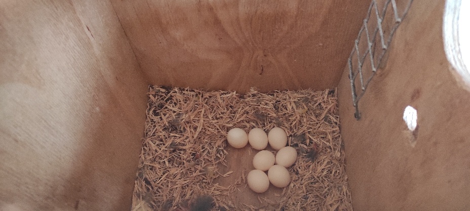 Austrália odcervenie S76 - 7