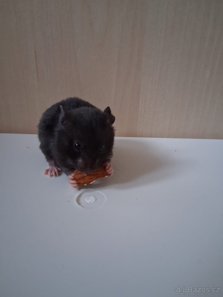 Křeček Syrský - 7