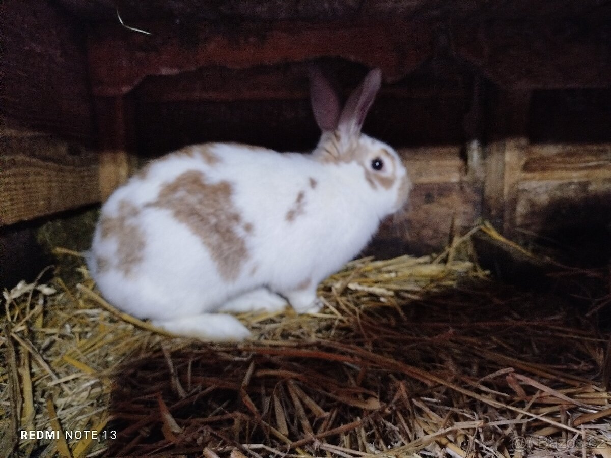 Prodám samice k chovu - 7