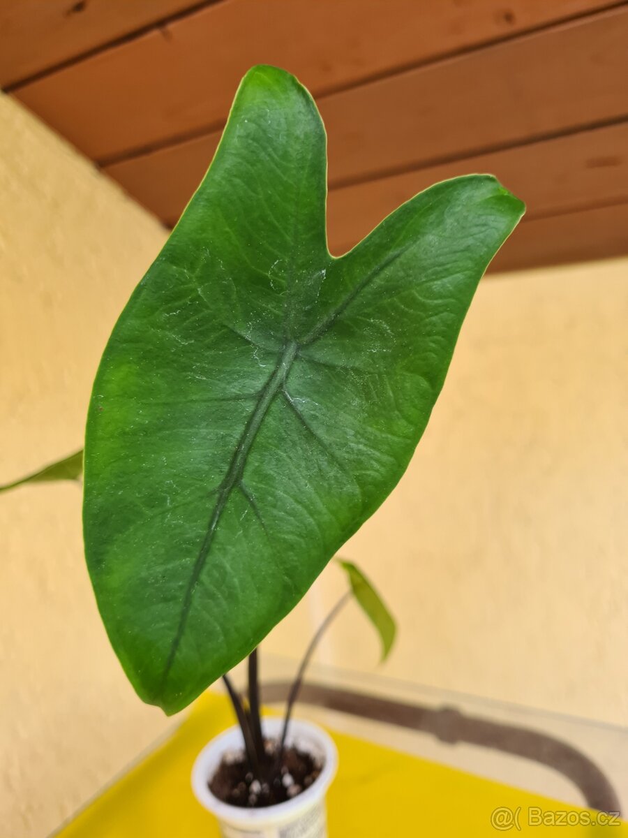 Alocasie - hlízy, rostliny - 7