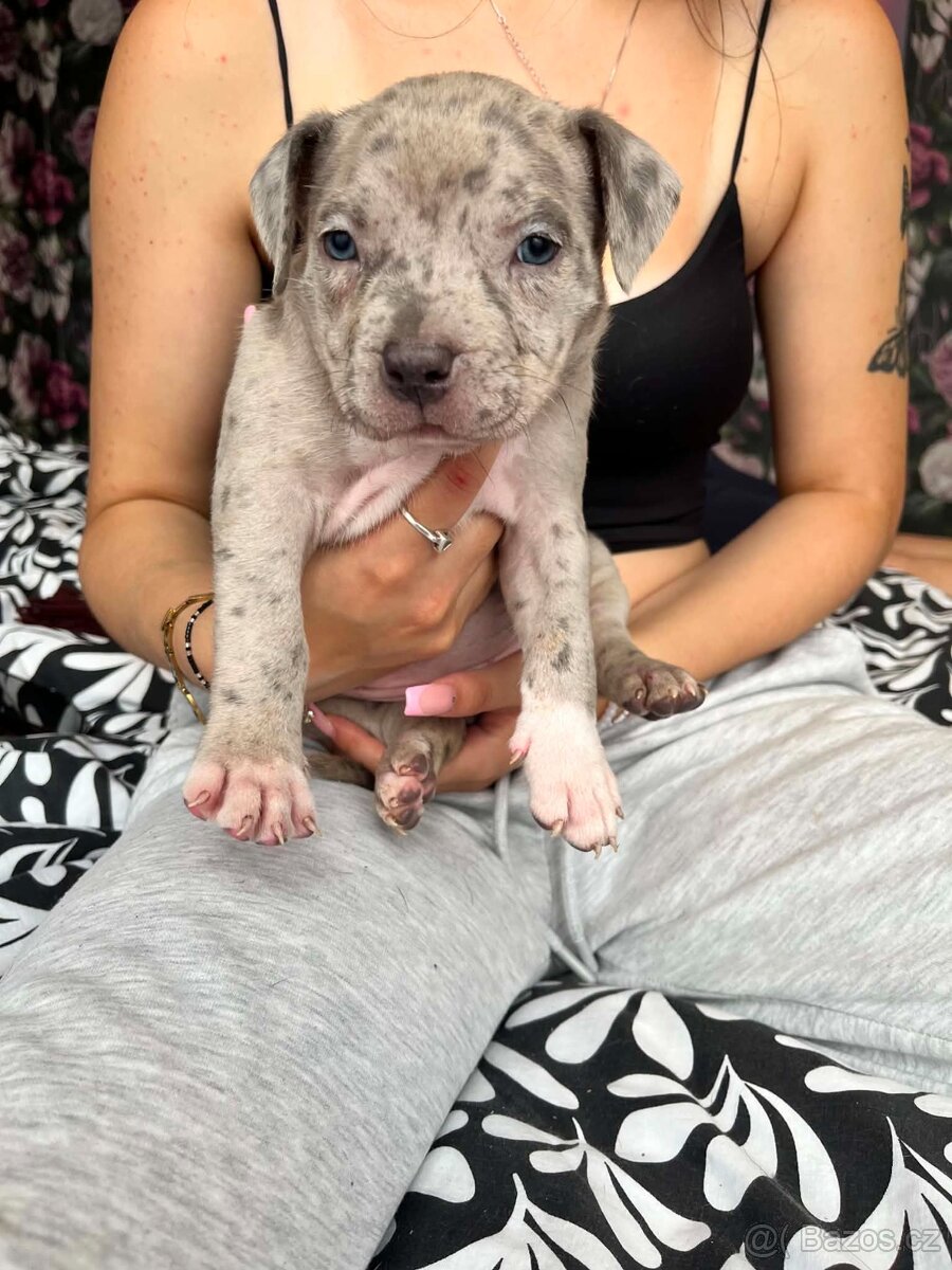 American Bully XL - 7