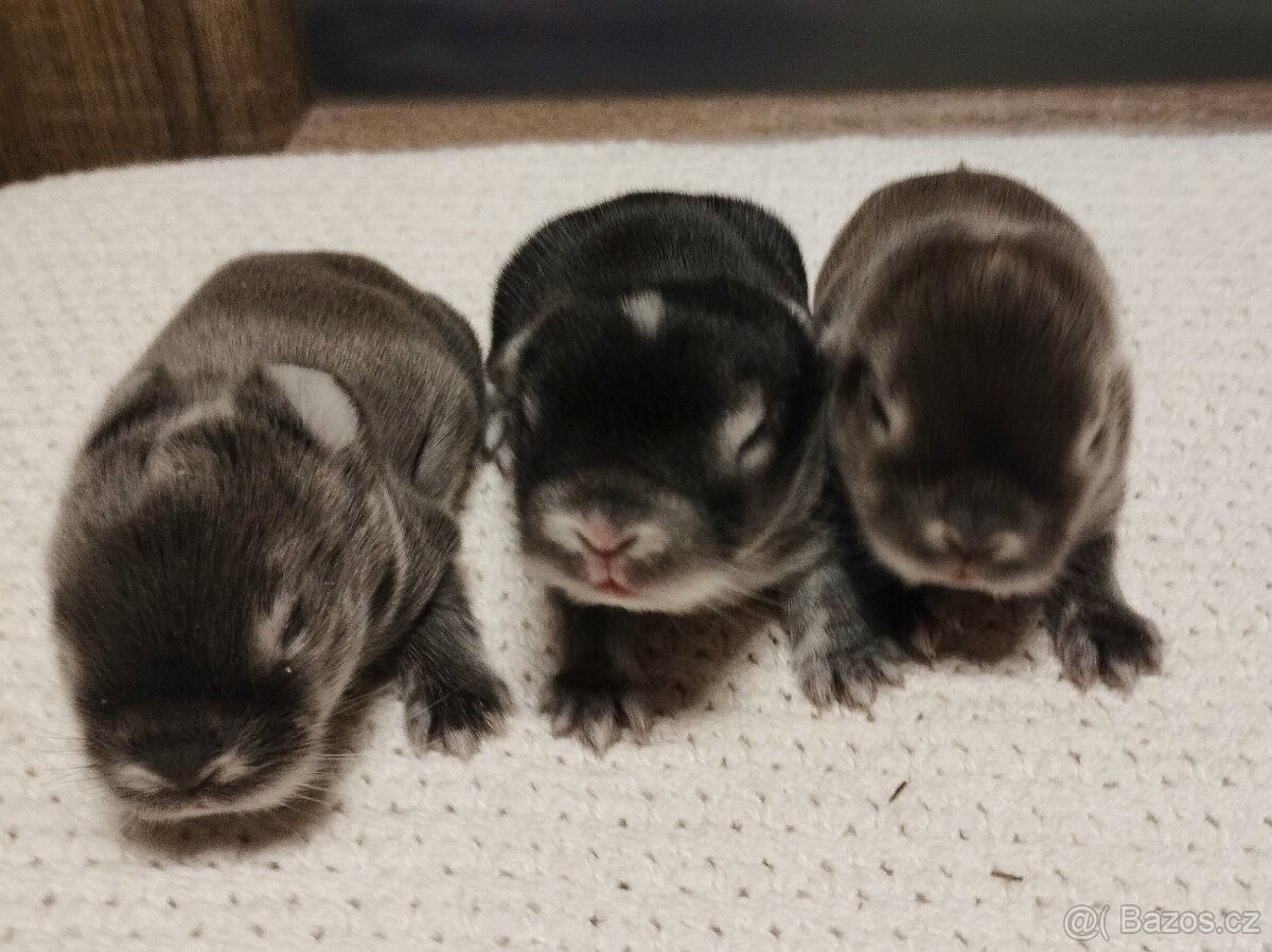 Zakrslý králíček - beránek minilop - 7