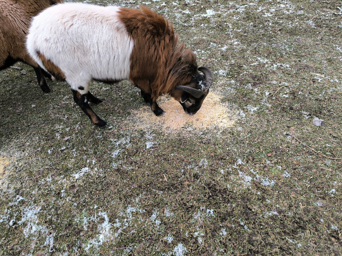 Kamerunský beránek - 7