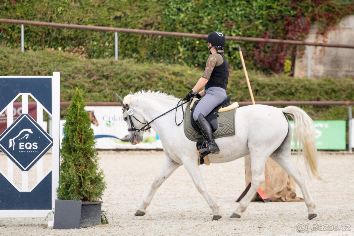 Líbivá connemara klisna do sportu - 7