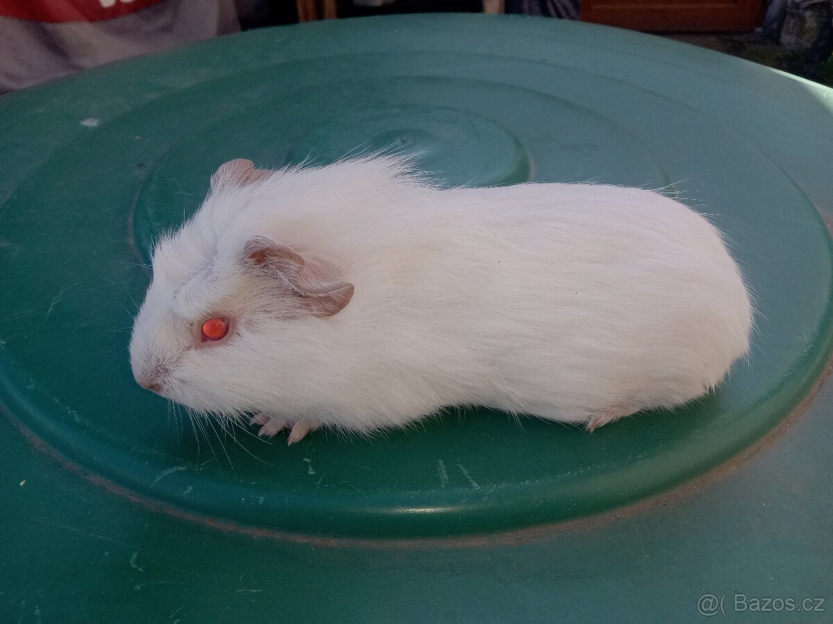 Morče morčata cuy mláďata - 7