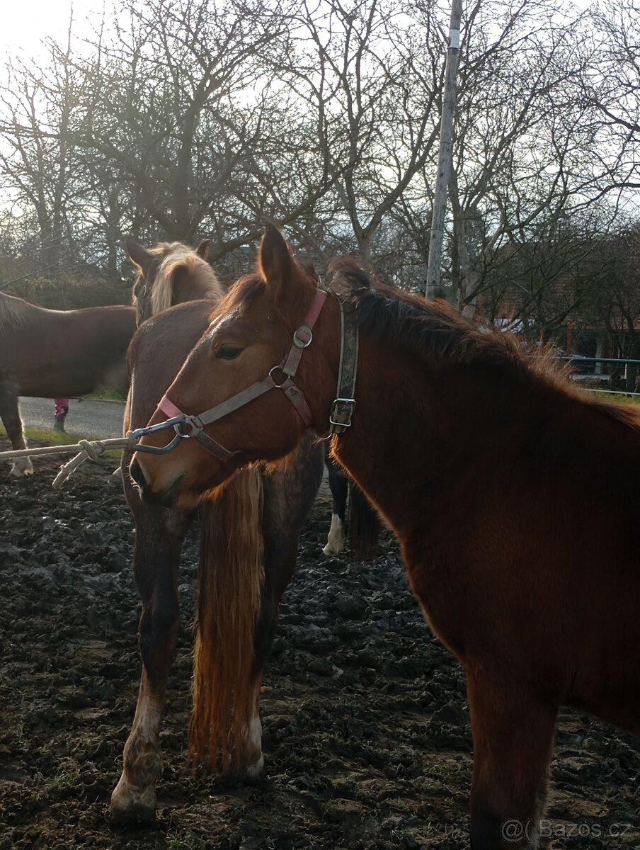 Slezký Norik SN. - 7