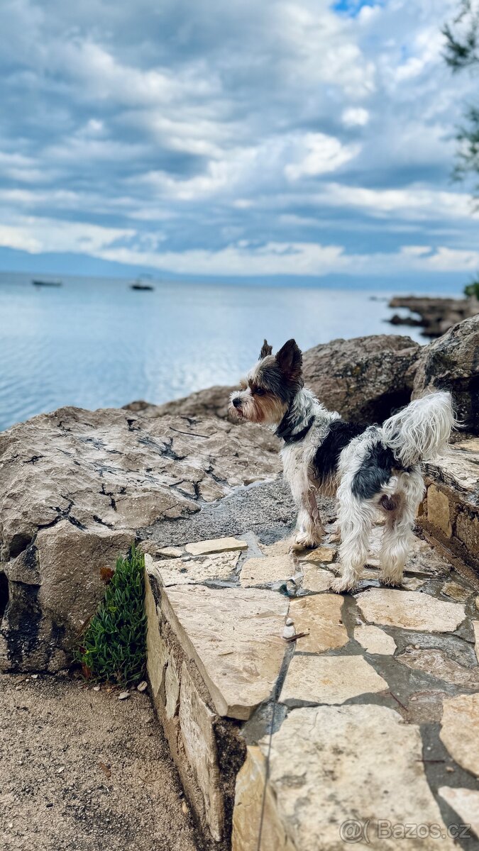 Nabízím ke krytí hezkého pejska 😊 - 7