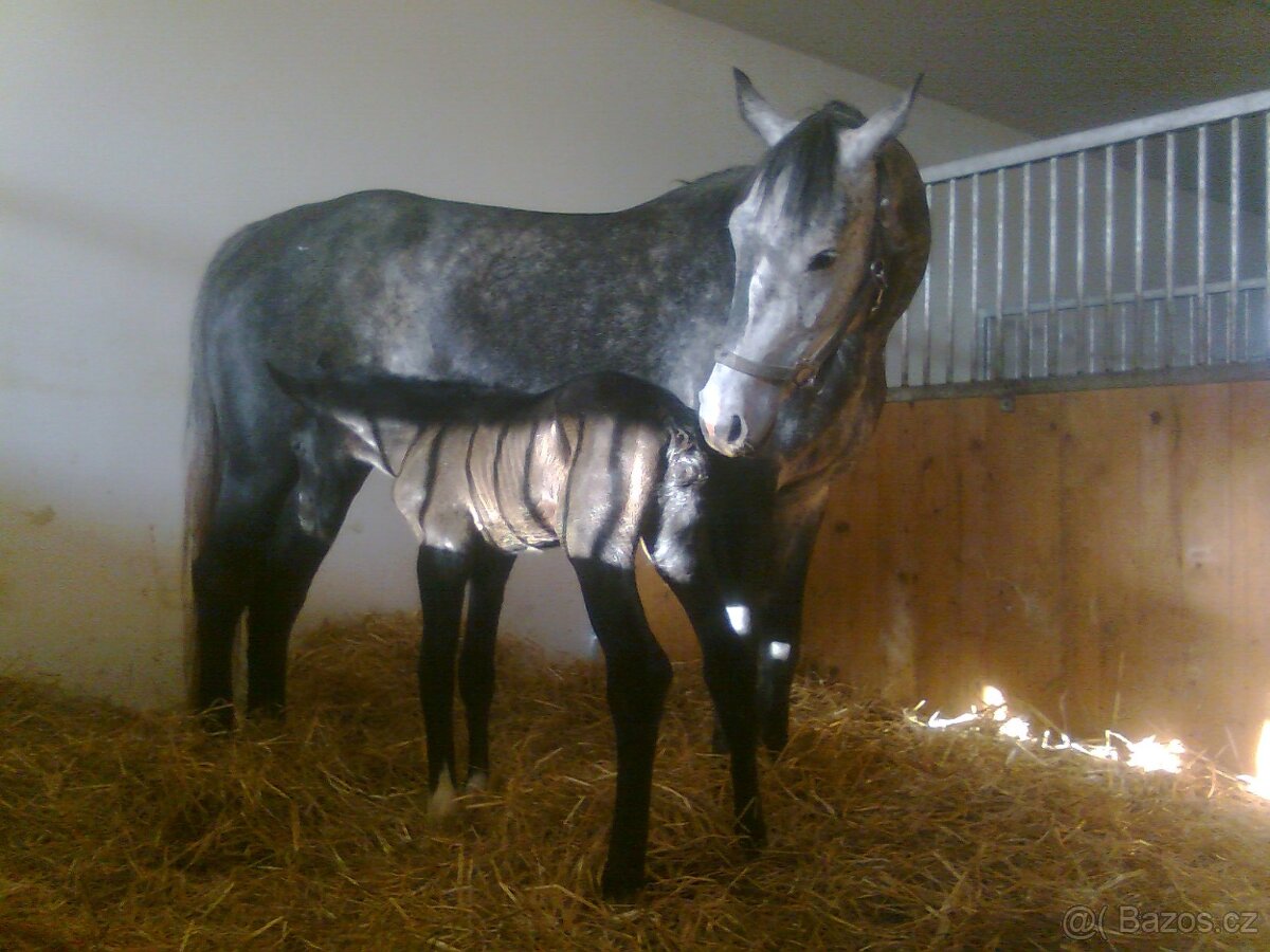 Ustájení v Mníšku pod Brdy - 7