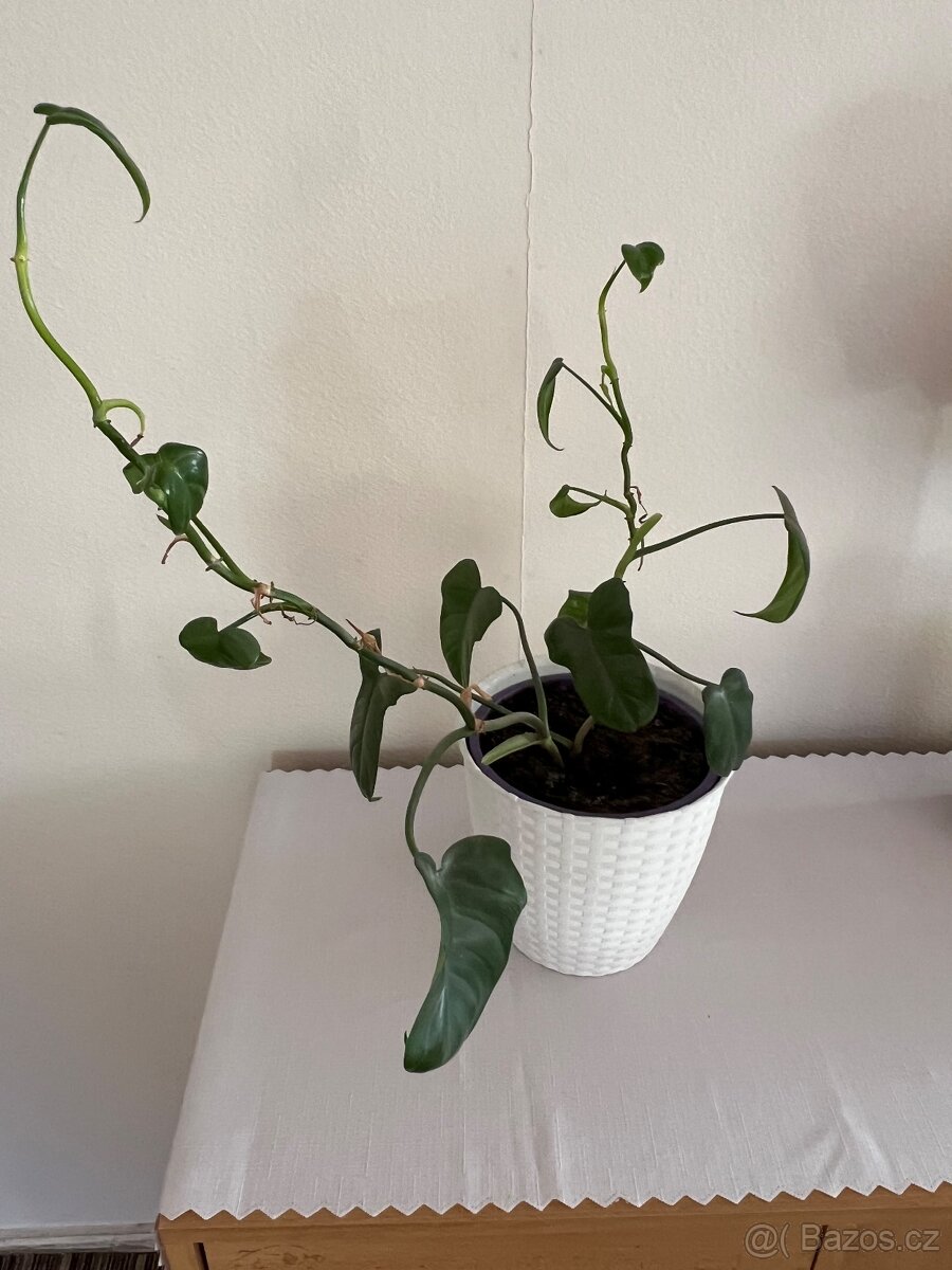 Pokojové rostliny - 7