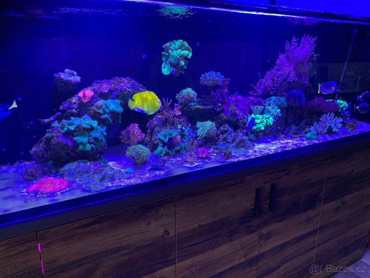Mořské akvárium 1000l - 7